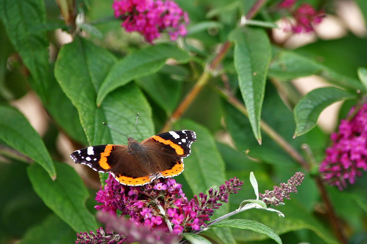 . Auch im September besuchen noch t�glich liebe G�ste unseren Sommerflieder. 22.09.2015 (Jeanny) 