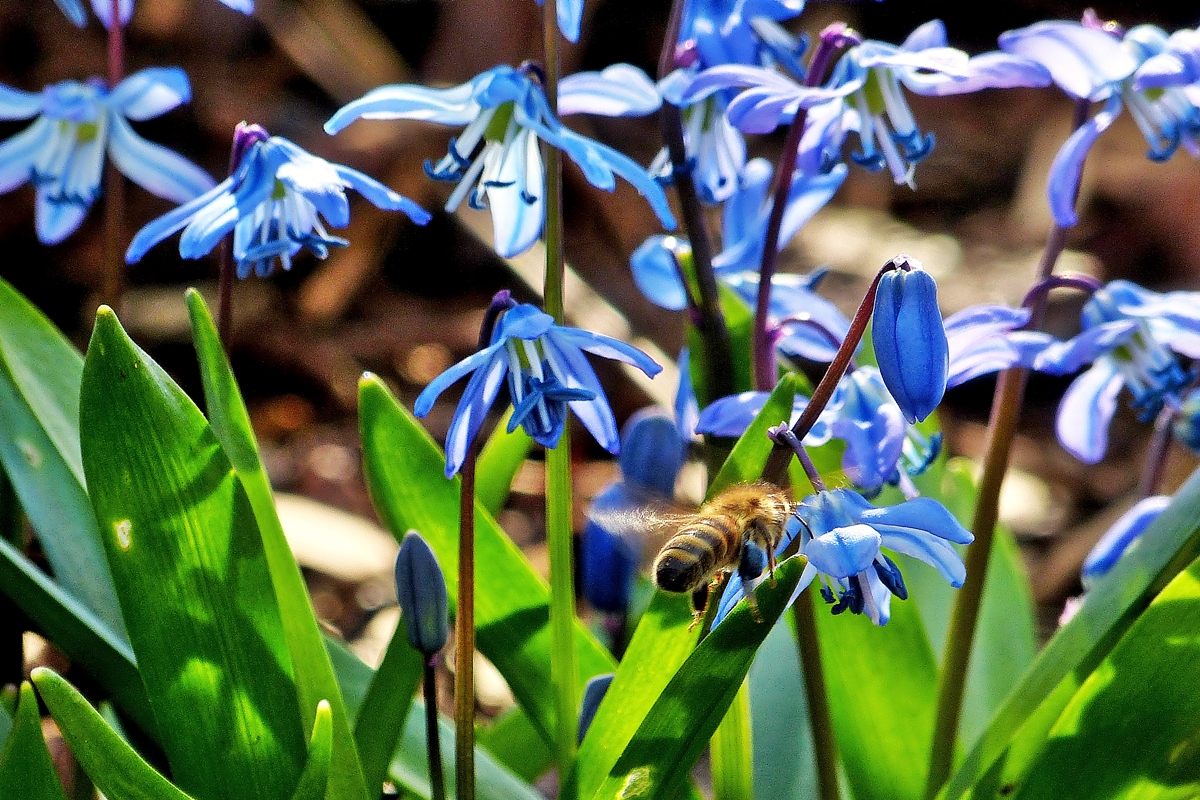 . Blaues Bienchen - Die blauen Pollen f�rben die Hinterbeine der Biene blau. 02.04.2014 (Jeanny)