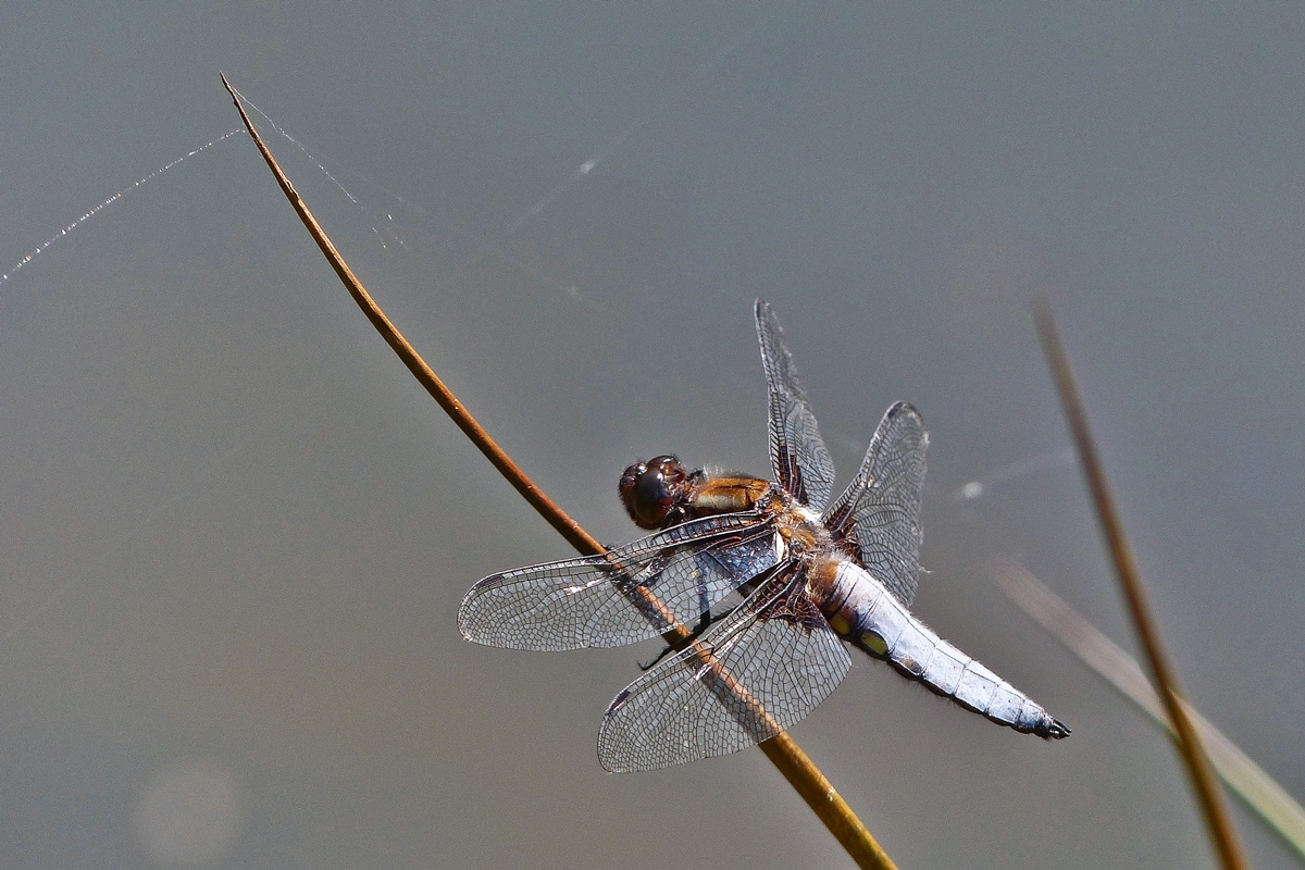 . Das M�nnchen des Gro�en Blaupfeils genie�t die Sonne und das Wasser in Bavigne. 11.06.2015 (Jeanny)
