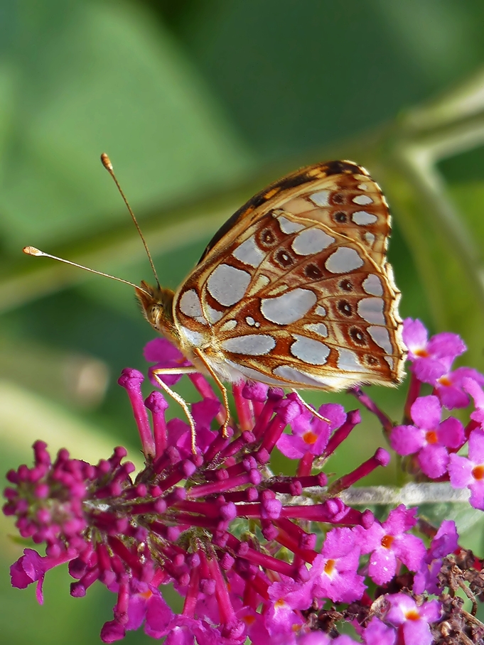 . Der Kleine Perlmutterfalter (Issoria lathonia) mit geschlossenen Fl�geln. 13.08.2015 (Jeanny)

Bei dieser Perlmutterfalter-Art sind die perlmuttartigen, silbrig gl�nzenden Flecken besonders stark ausgebildet.