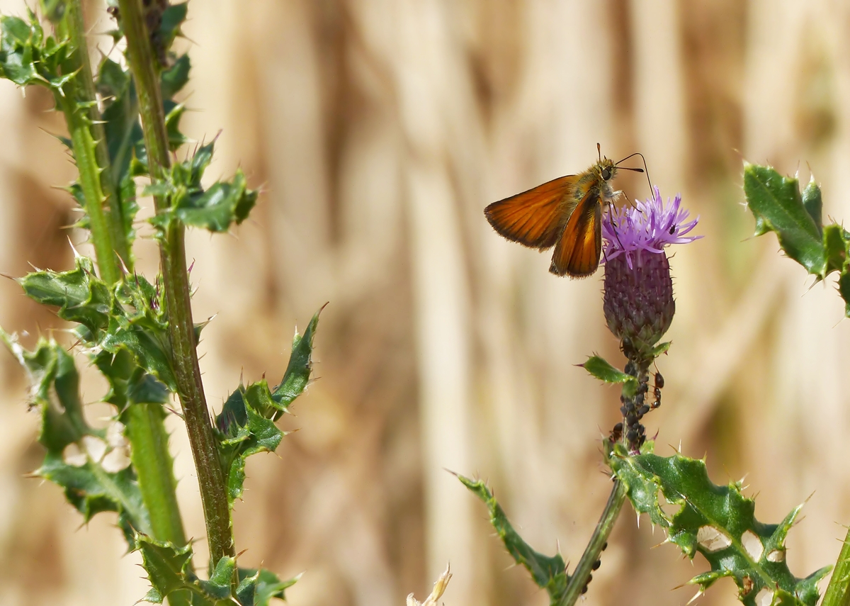 . Die Distel hat viele Untermieter, der sch�nste allerdings ist der Ockergelbe Braun-Dickkopffalter. 12.07.2015 (Jeanny)