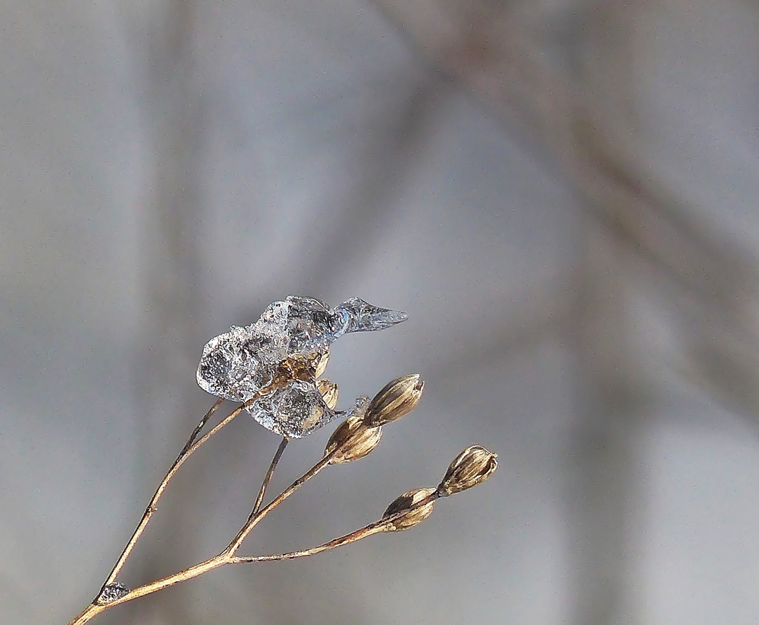 . Ein Bilderr�tsel f�r Christine. 04.02.2015 (Jeanny)
