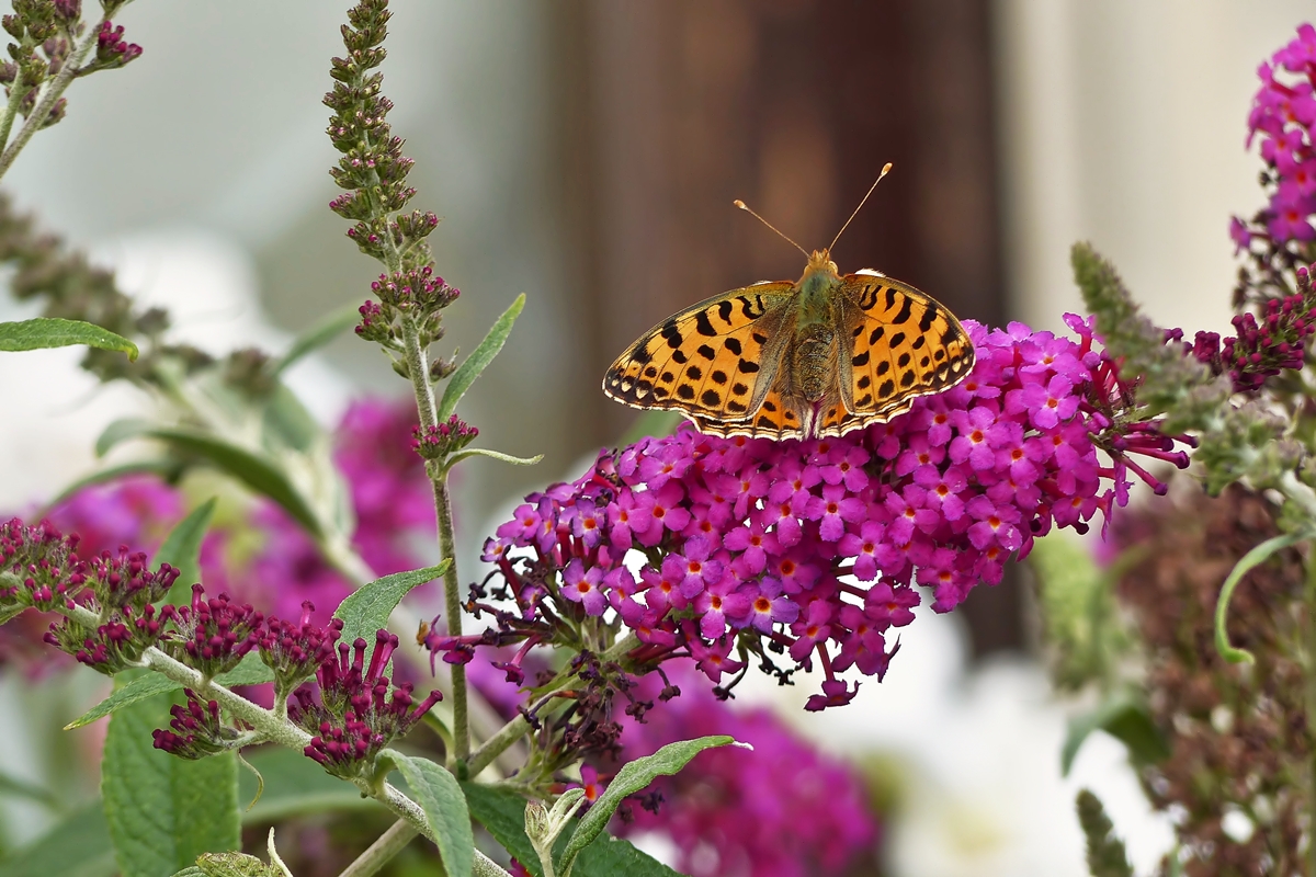 . Ein Kleiner Perlmutterfalter (Issoria lathonia) besucht unseren Sommerflieder. 13.08.2015 (Jeanny)

Leider geh�rt dieser sch�ne Schmettling zu einer gef�hrdeten Art. Die Raupen ern�hren sich von den Bl�ttern der Acker-Stiefm�tterchen und leben haupts�chlich auf �ckern oder deren R�ndern und ist damit durch intensivere Bewirtschaftungen gef�hrdet. Die Gef�hrdungen bestehen z. B. aus dem Umbruch direkt nach der Ernte und damit einhergehende Vernichtung der Ackerstiefm�tterchen, Anwendung von Spritzmitteln und Flurbereinigungsma�nahmen, die die Feldrandbereiche wie B�schungen, Feldr�nder und -wege zerst�ren.