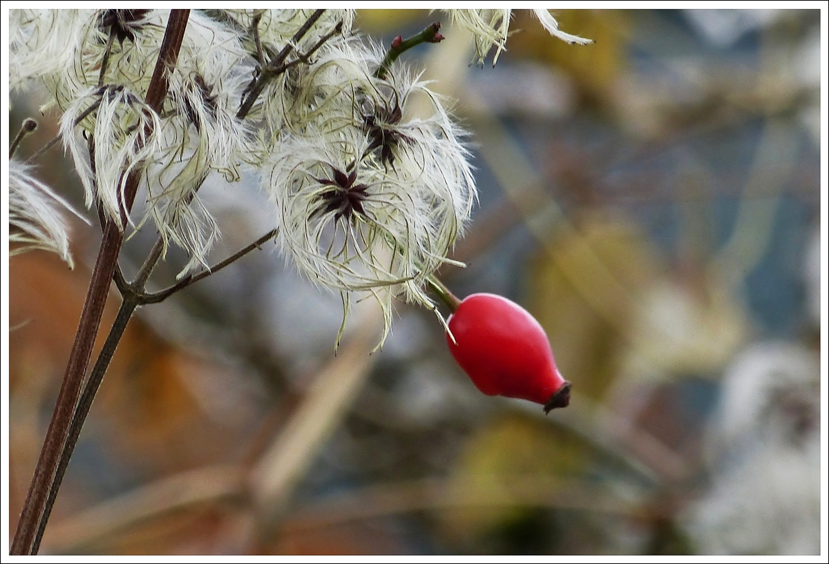 . Filigranes und weniger Filigranes im Dezember. 01.12.2013 (Jeanny)