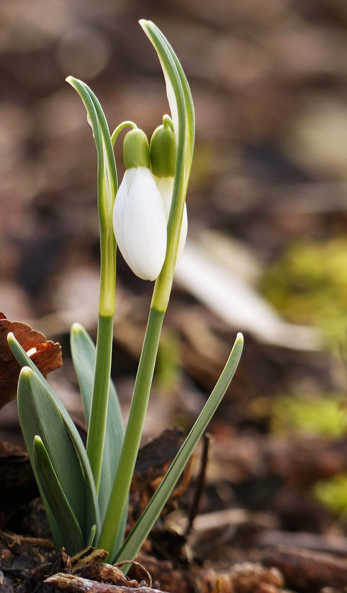 . Fr�hlingserwachen in Erpeldange. 02.03.2017 (Jeanny)