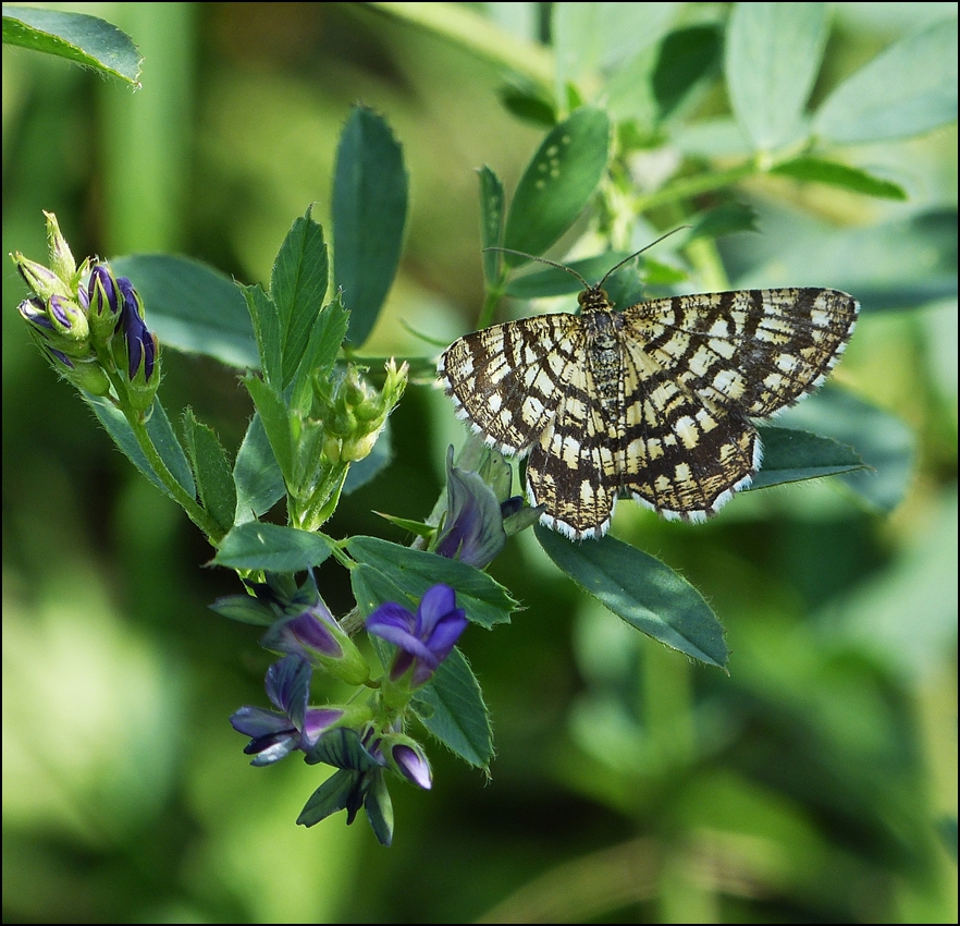 . Nur 25 Millimeter gro� und trotzdem wundersch�n, der Gitterspanner (Chiasmia clathrata). 21.08.2013 (Jeanny)           