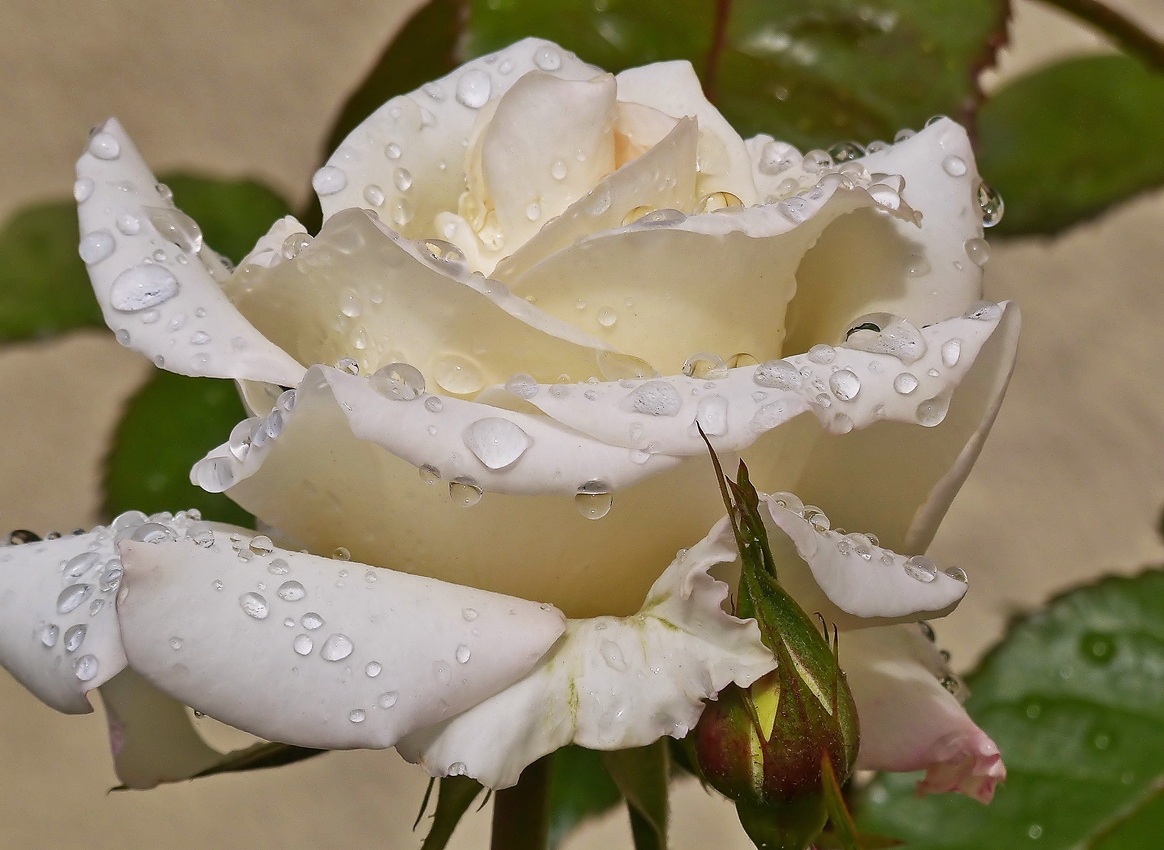. Regentropfen, eine Wohltat nach wochenlanger Trockenheit. 20.06.2015 (Jeanny)