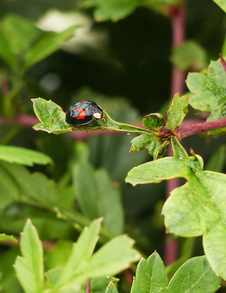 . Schwarz mit roten Punkten sorgt f�r Abwechslung im Garten. 11.07.2014. (Jeanny)