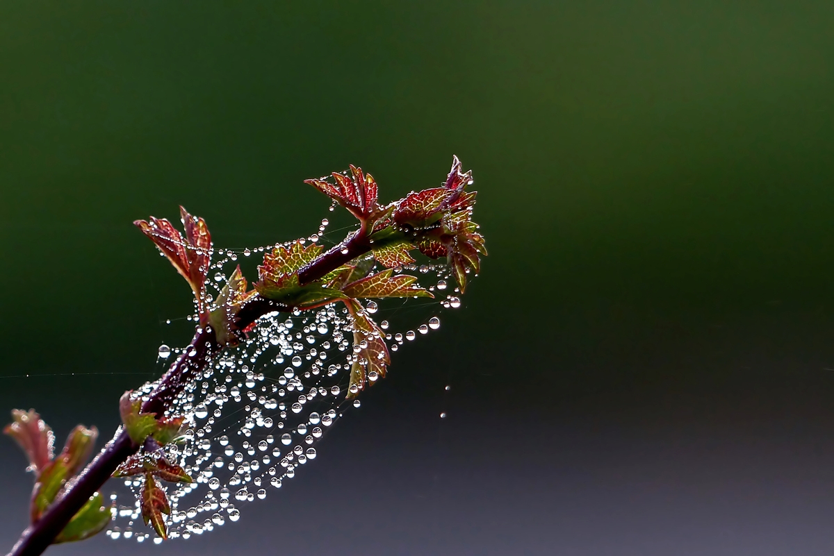 . Tausende von glitzernden Tr�pfchen verzierten unsere Hecke am 20.09.2014. (Jeanny)