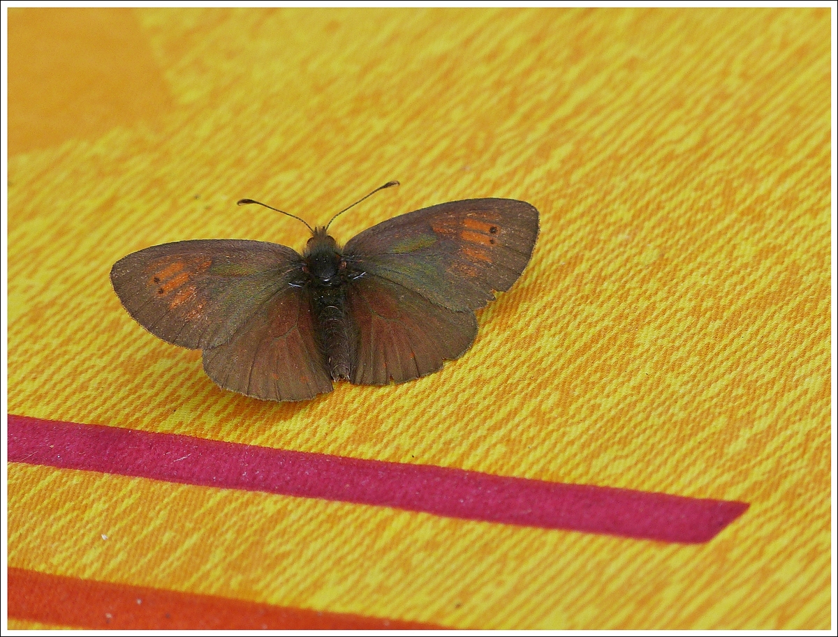 . Unerwarteter Besuch auf der Terrasse des Berghauses am Brienzer Rothorn, ein Gr�nschillernder Mohrenfalter (Erebia tyndarus). 28.09.2013 (Jeanny)