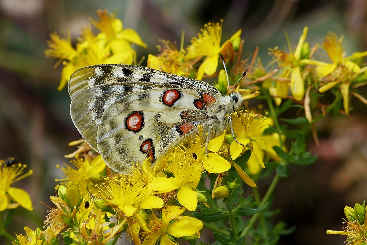 . Von Christine entdeckt, brauchte ich nur noch abzudr�cken - Ein Moselapollo (Parnassius apollo vinningensis) beim Nektarnaschen in der N�he von Winningen. 20.06.2014 (Jeanny)