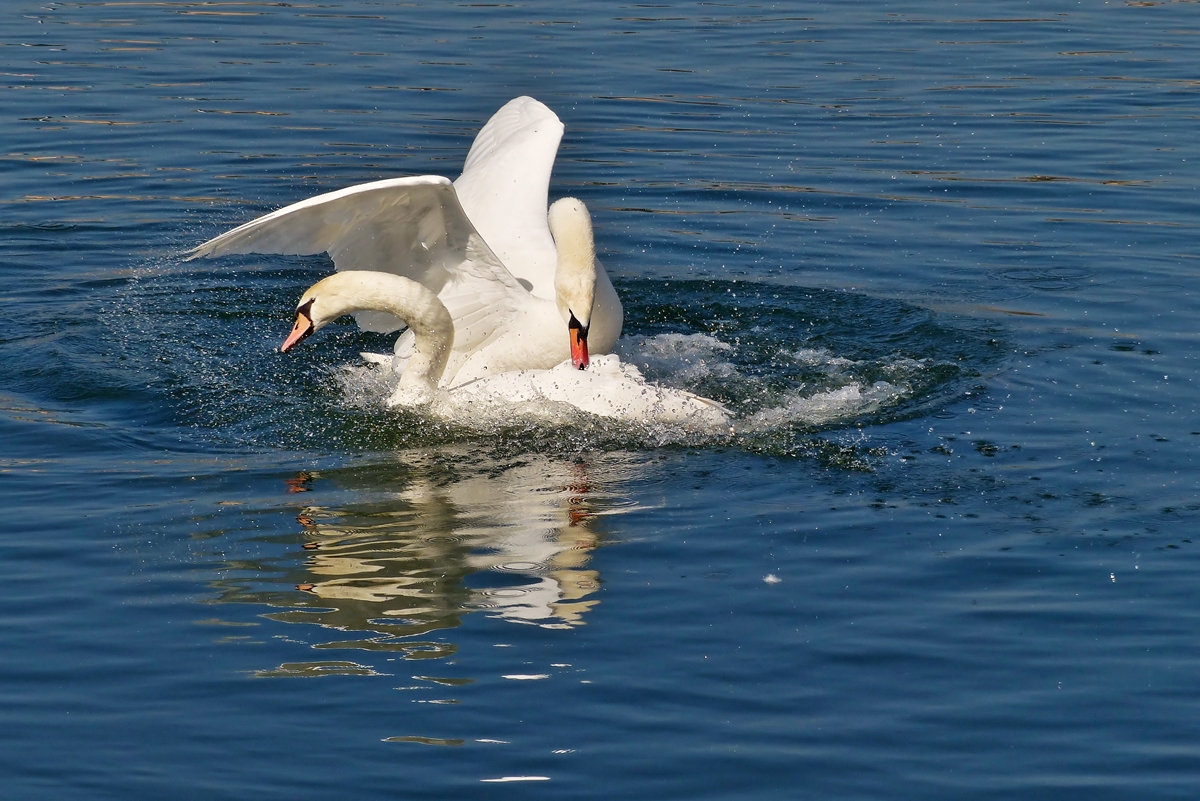 . Was sich liebt, das neckt sich. 17.03.2015 (Jeanny)