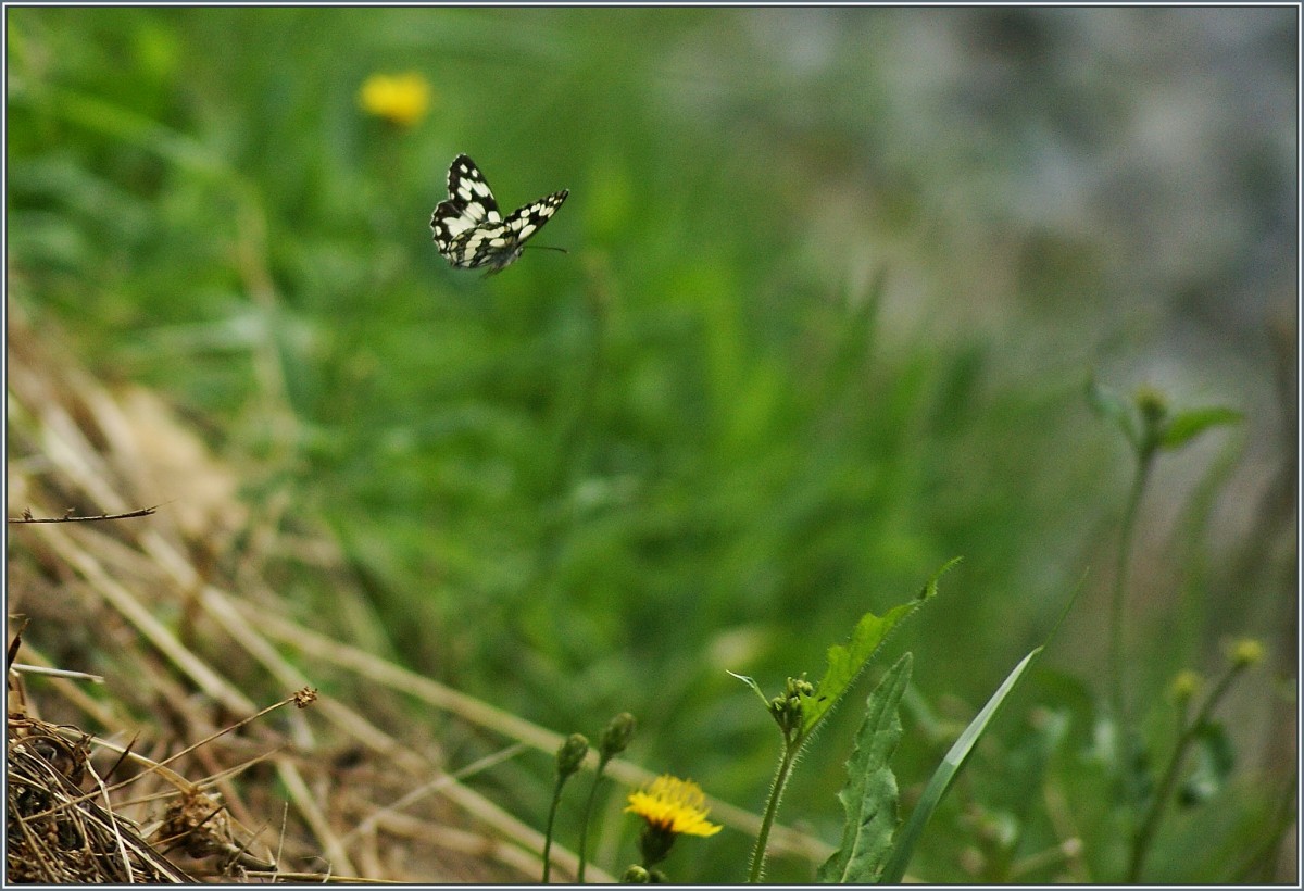 Abflug zur n�chsten Blume.
(03.08.2013)