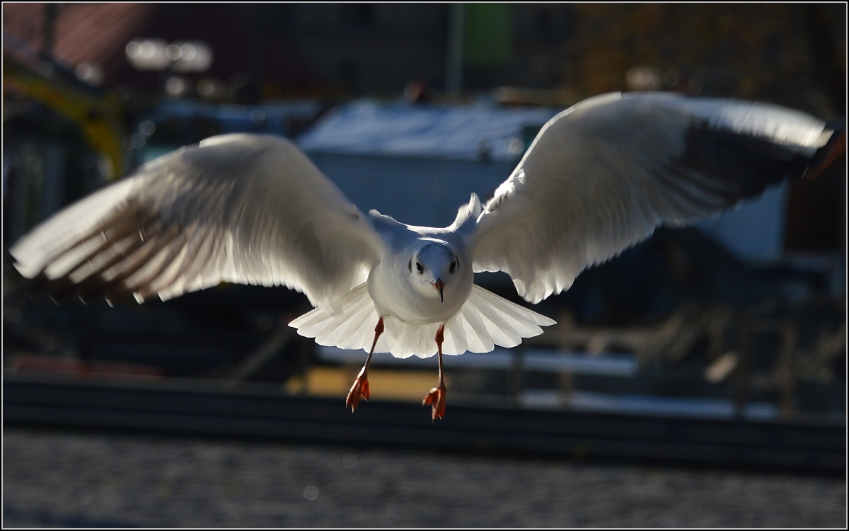 Auch die Möwen besuchen den Weihnachtsmarkt ausgiebig.
Konstanz 2013.