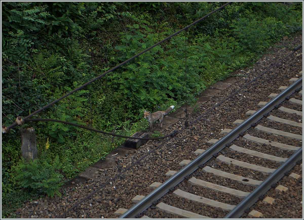 Besonders entspannend sind Fotostellen wo sich Fuchs und Hase gute Nacht sagen...
PS:Der Hase kommt erst gegen Abend vorbei
Bei Varzo, den 2. Juli 2014