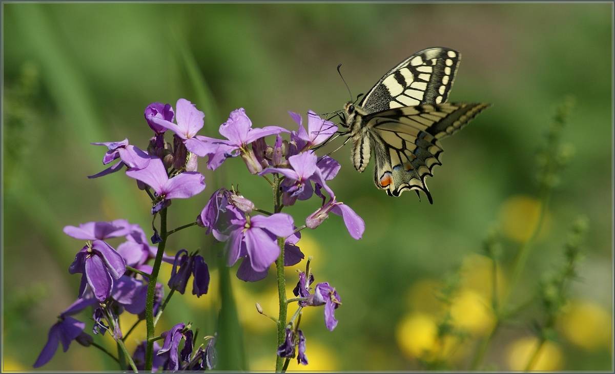Bunte Natur!
10. Juni 2014