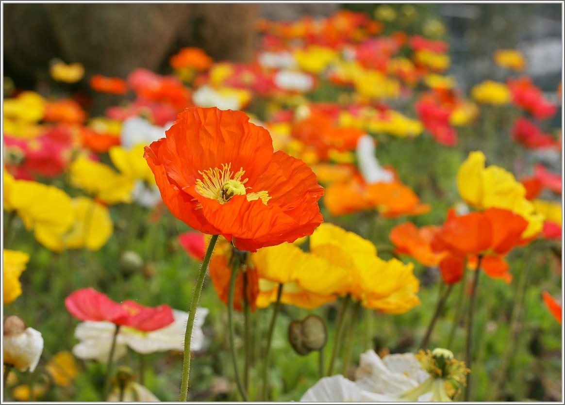 Buntes Mohnblumenbeet
(04.04.2016)