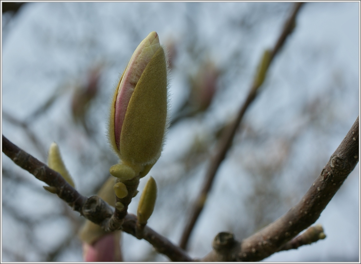 Der Frühling kommt...
(15.03.2016)
