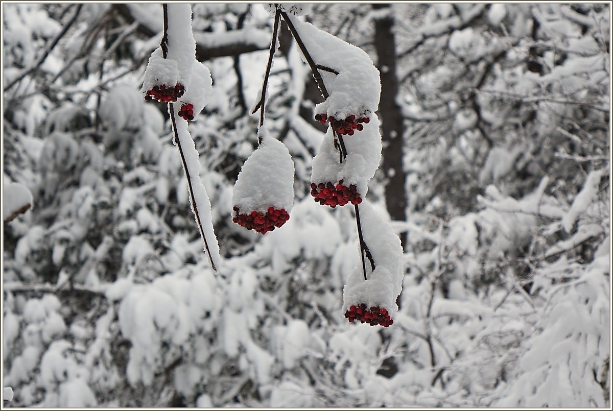 Der Gewöhnliche Schneeball bleibt den Vögeln auch bei dieser Schneemenge als Nahrung erhalten, seine rote Farbe ist nicht zu übersehen.
(05.12.2020)

