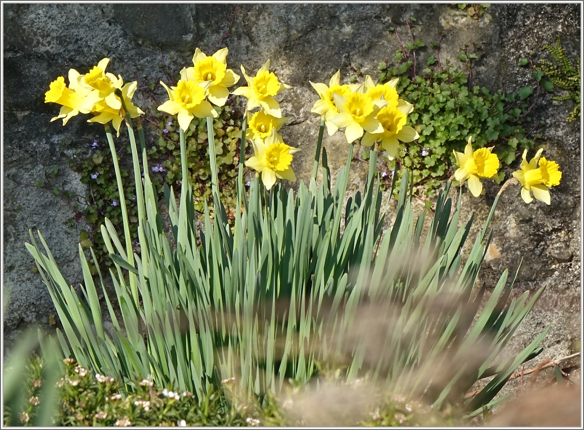 Die Osterglocken in Nachbars Garten blühen schon.
(07.03.2014)