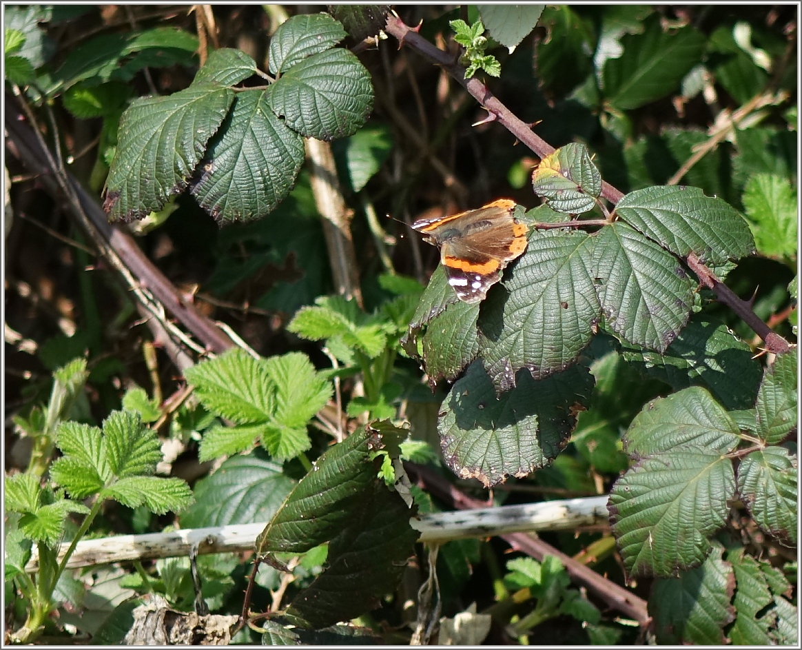 Die Schmetterlinge fliegen dieses Jahr früher: ein Admiral geniesst die wärmende Sonne.
(20.03.2014)