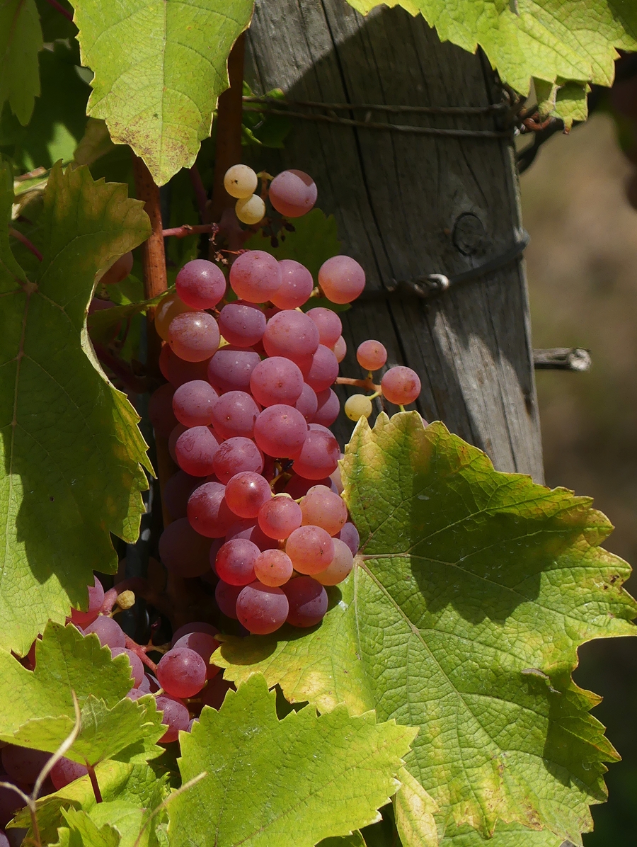 Die Trauben an der Mosel sehen nicht sehr lecker und gesund aus, es gibt auch sehr, sehr viele davon und das l�sst auf einen hervorragenden Jahrgang hoffen. 02.09.2018 (Jeanny)