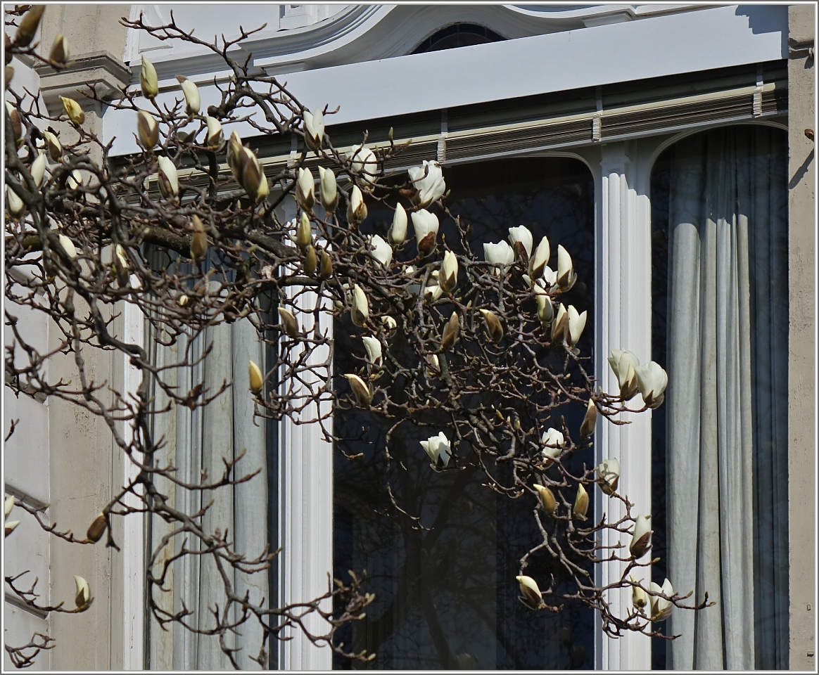 Direkt vor dem Fenster, hält der Frühling Einzug
(10.03.2014)