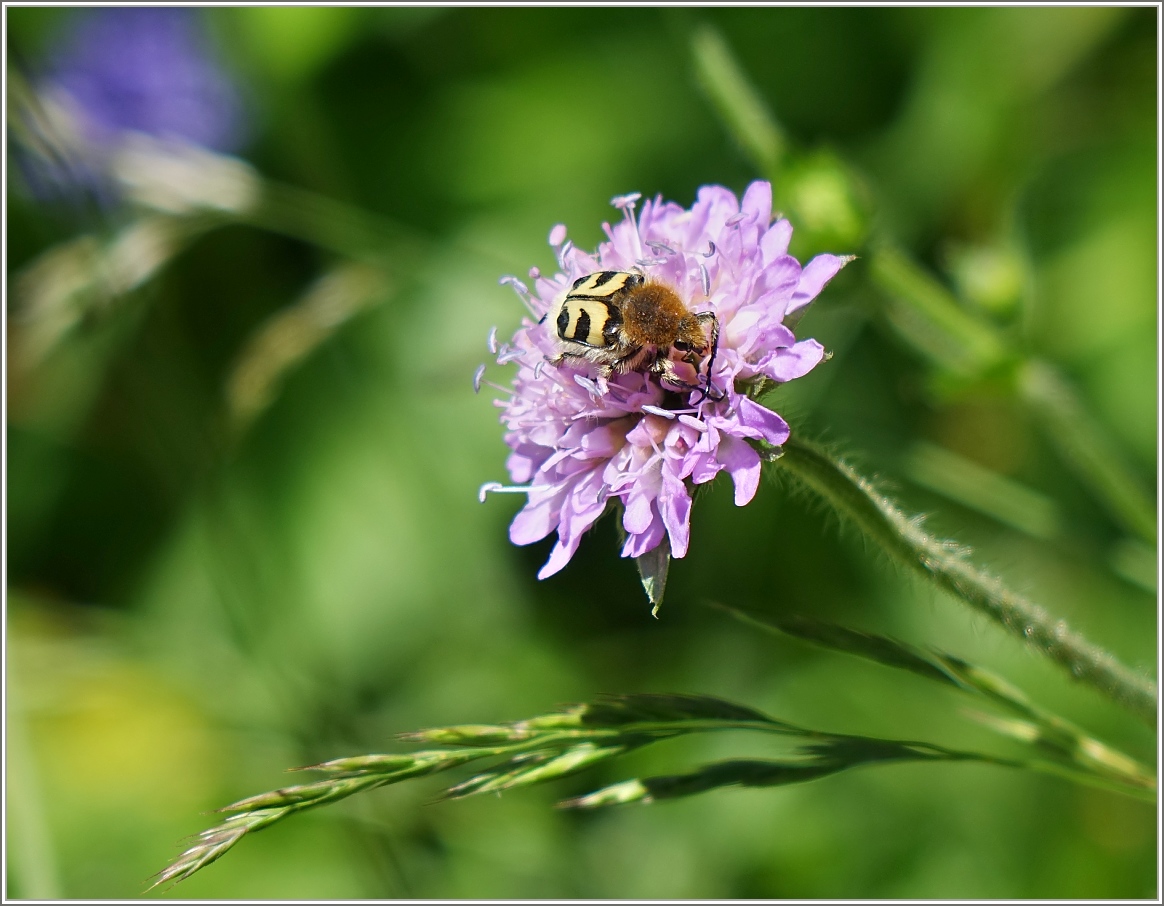 Ein Gebänderter Pinselkäfer auf einer Blüte.
(28.06.2016)