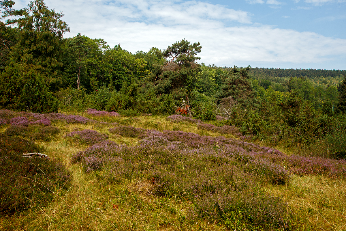 
Ein Hauch von Lüneburger Heide in der Mitte Deutschlands: In der Gambach bei Burbach können Besucher die letzte große Wacholderheide des Siegerlandes.
Am 10.08.2020 in der Gambacher Heide bei Burbach im Siegerland.
