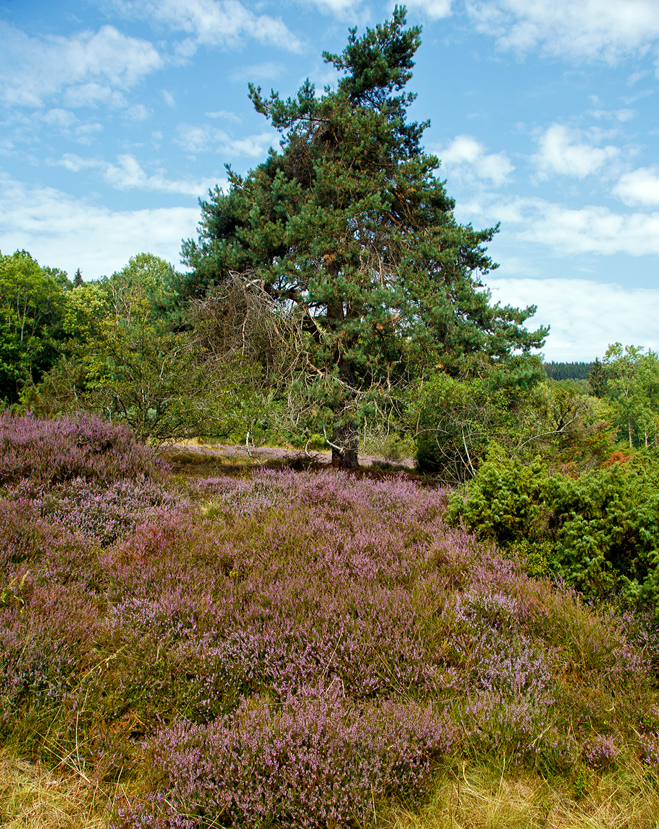 Ein Hauch von Lüneburger Heide in der Mitte Deutschlands: In der Gambach bei Burbach können Besucher die letzte große Wacholderheide des Siegerlandes.
Am 10.08.2020 in der Gambacher Heide bei Burbach im Siegerland.
