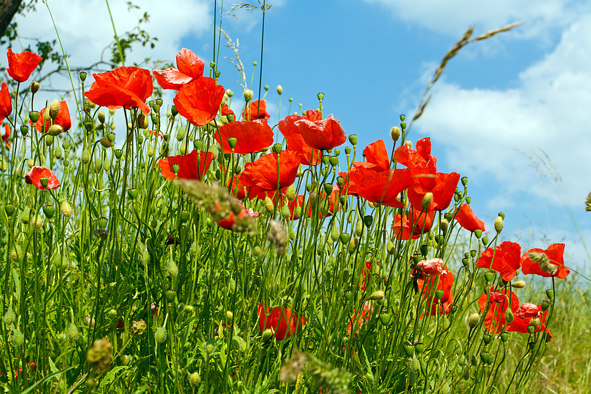 Ein Klatschmohn an einer Straßenböschung bei Ehringshausen (Hessen) am 02.06.2014