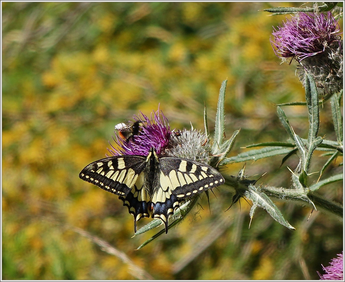 Ein Schwalbenschwanz 
(05.08.2015)