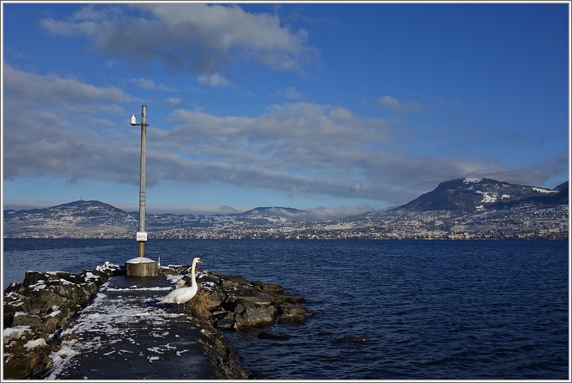 Ein Schwan geniesst die Aussicht 
(11.01.2017)