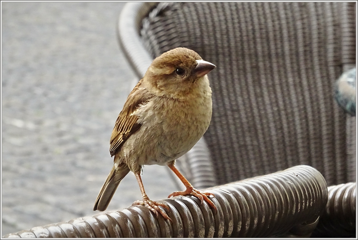 Ein Spatz in Rom...
(28.04.2015)