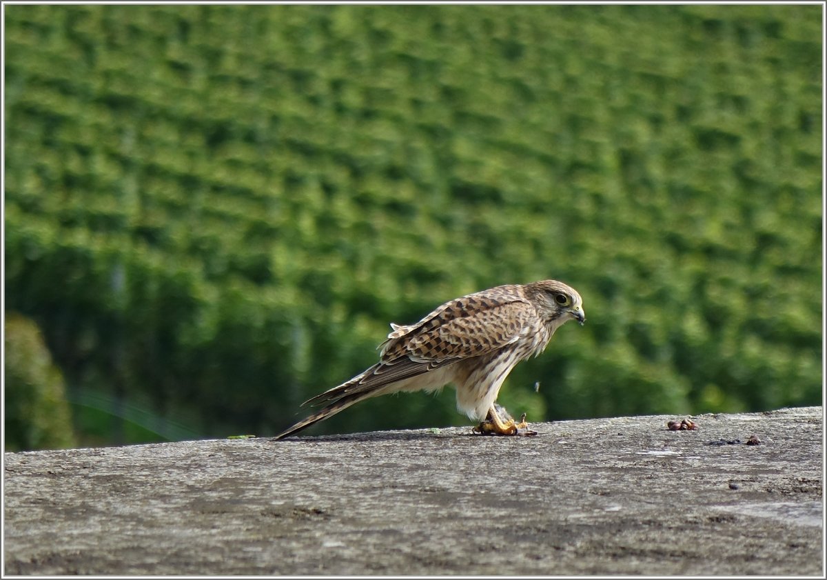 Ein Turmfalke mit seiner Beute, die er mit der Kralle festhält und verspeist.
(18.09.2019)