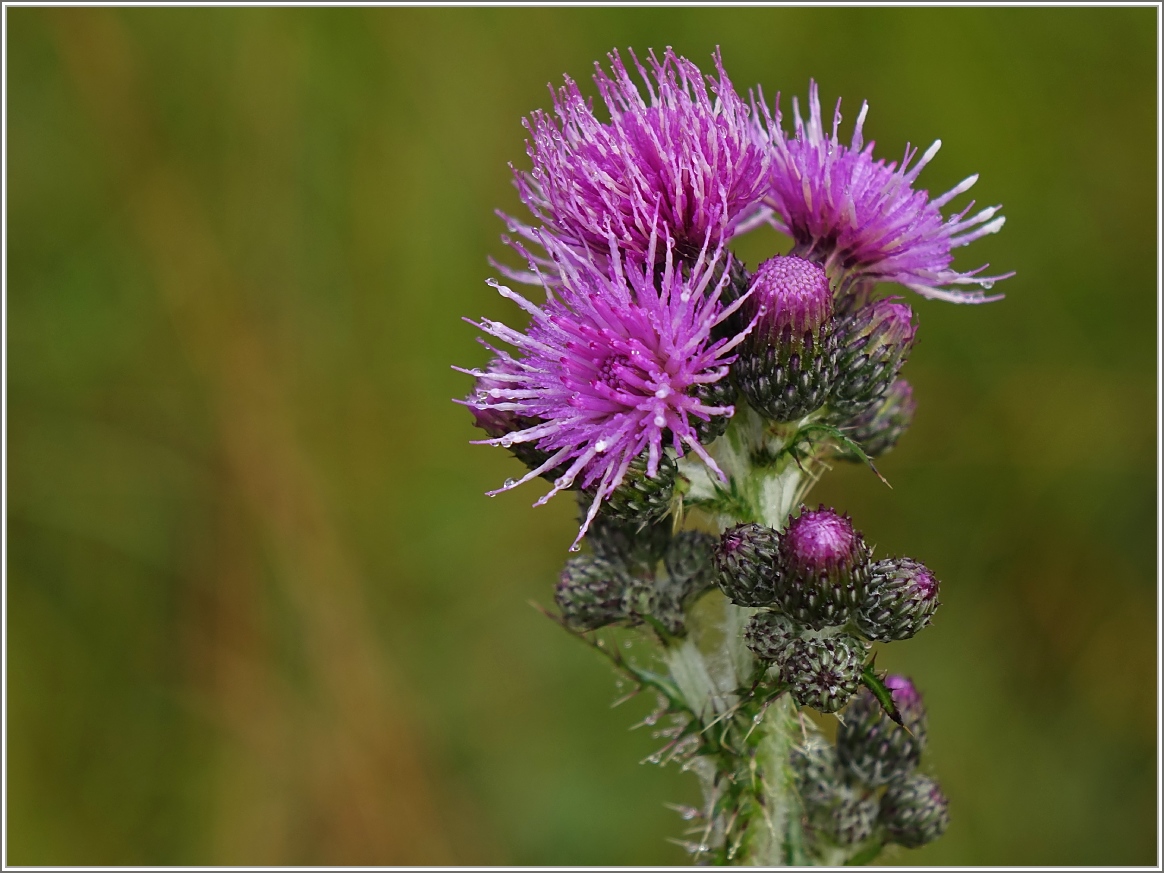 Eine Ackerdistel
(22.09.2016)