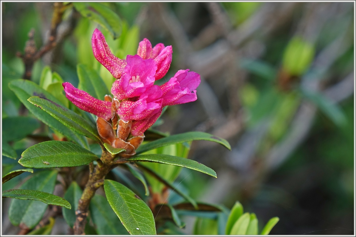 Eine Alpenrose 
(06.07.2016)