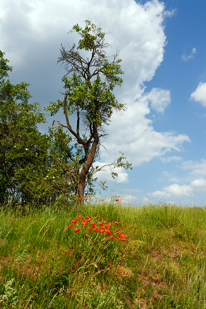 
Eine Impression..... 
Klatschmohn an der Straßenböschung und oben ein uriger Baum. 
Bei Ehringshausen (Hessen) am 02.06.2014.