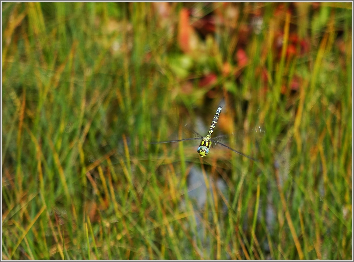 Eine Libelle im Hochmoor bei Lally.
(27.08.2014)