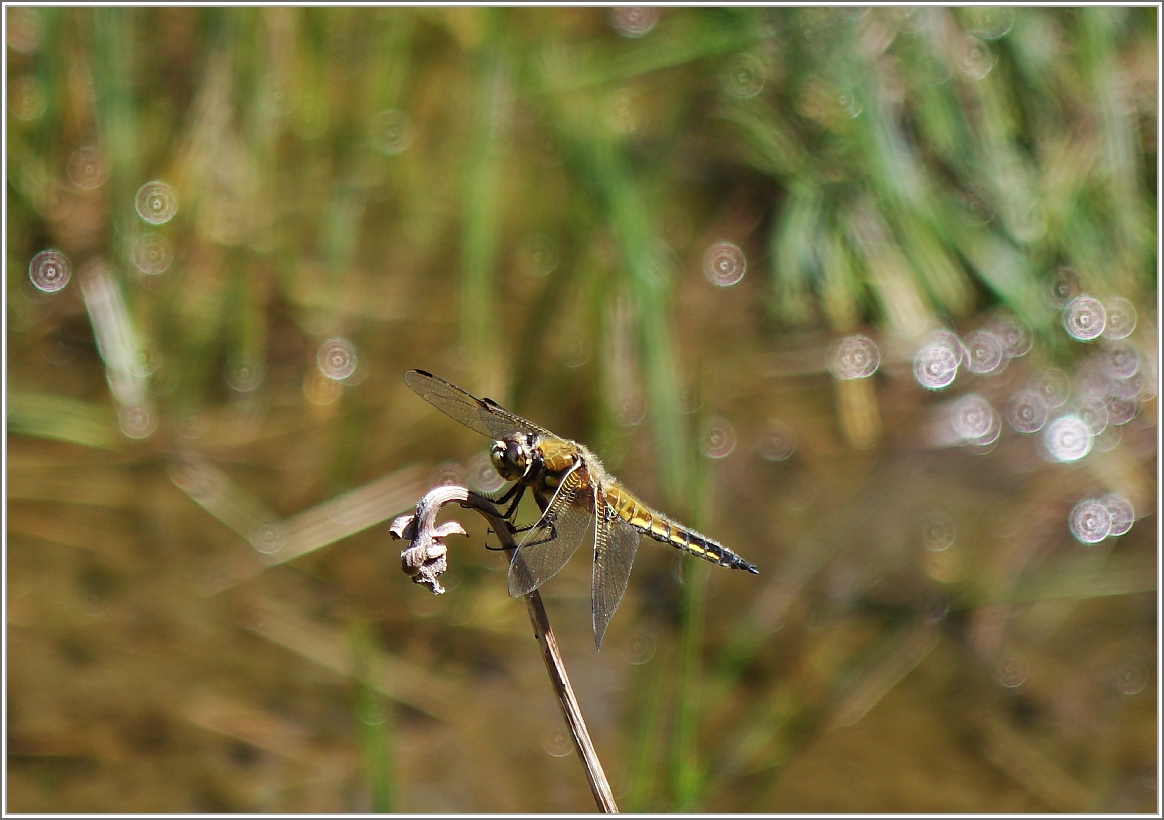 Eine Libelle im Hochmoor vom Les Pleiades.
(02.06.2015)