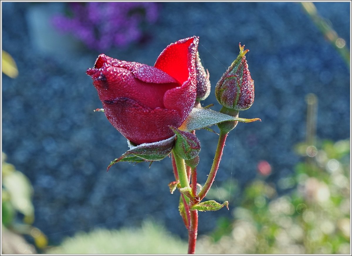Eine vom Tau benetzte Rosenblüte
(04.10.2018)