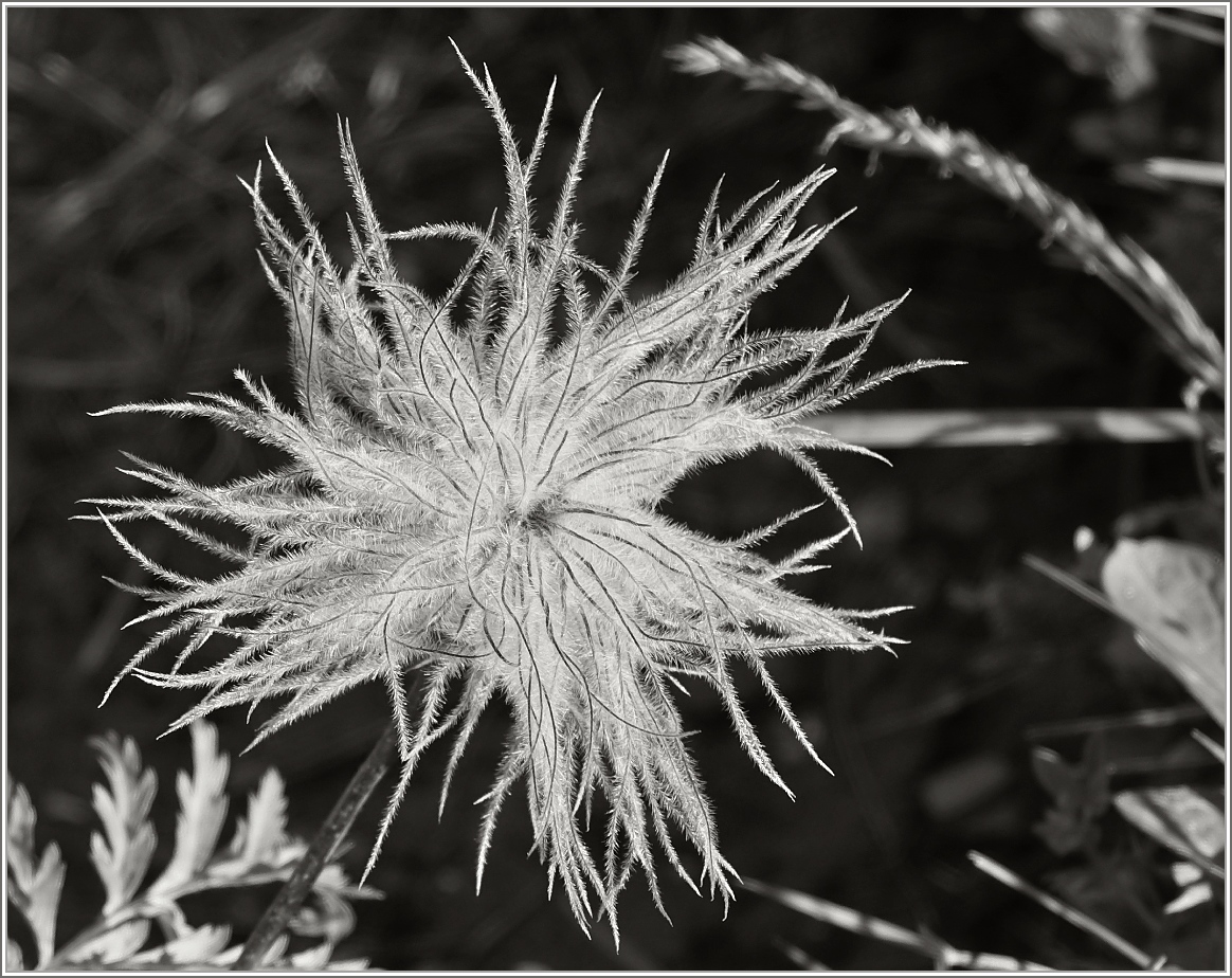 Einmal anders gesehen: Blume in Schwarzweiss.
(04.09.2014)