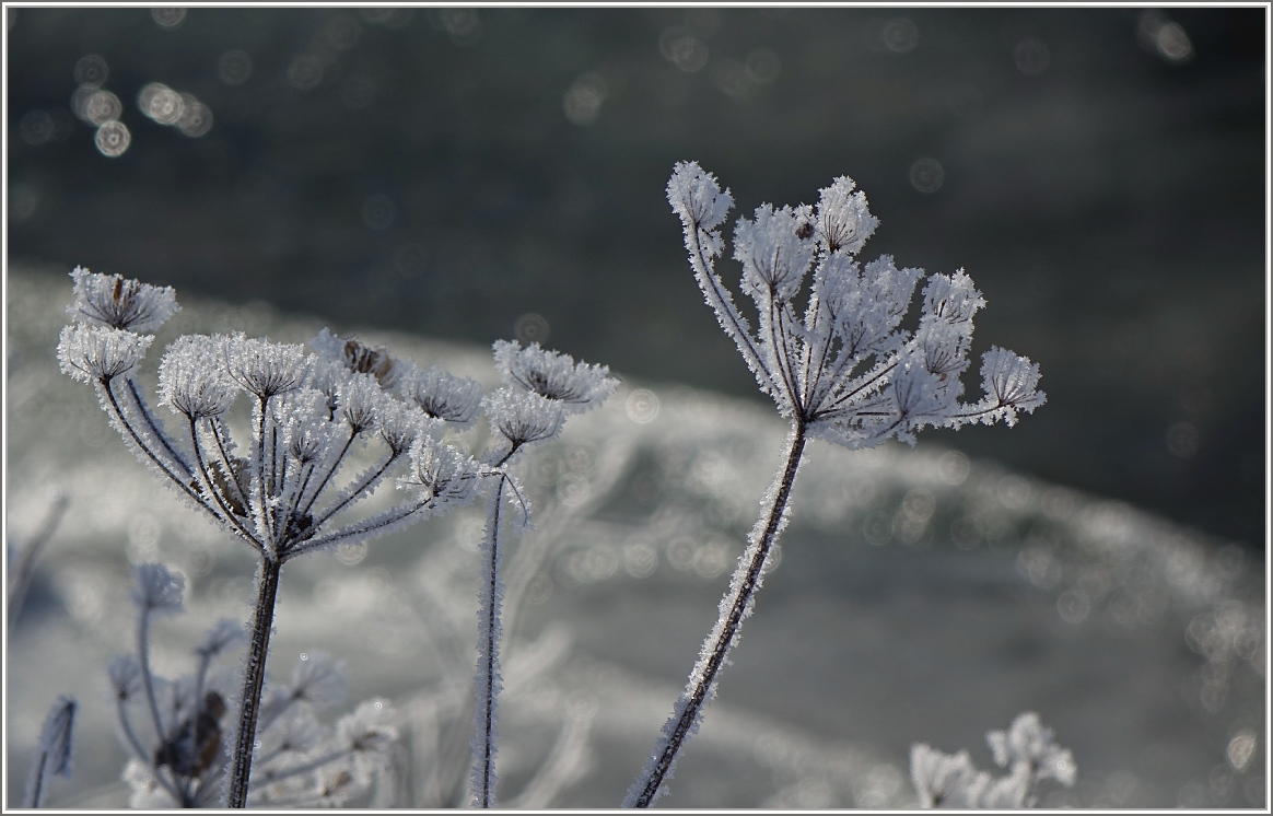  Eisblumen  am Bach 
(19.01.2017)