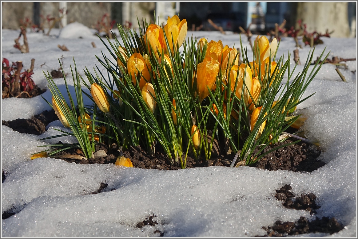 Erste Frühlingsboten
(04.03.2018)