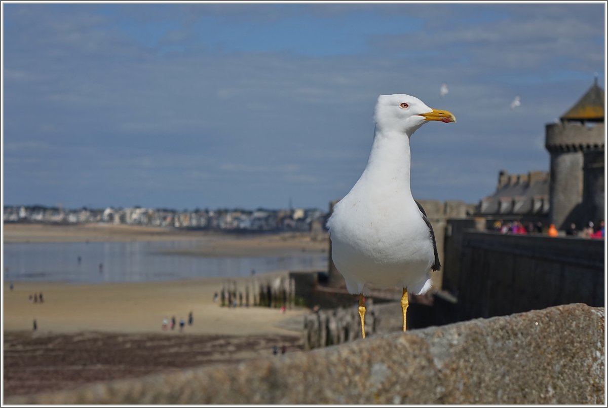 Foto Pose einer Möwe.
(05.05.2019)