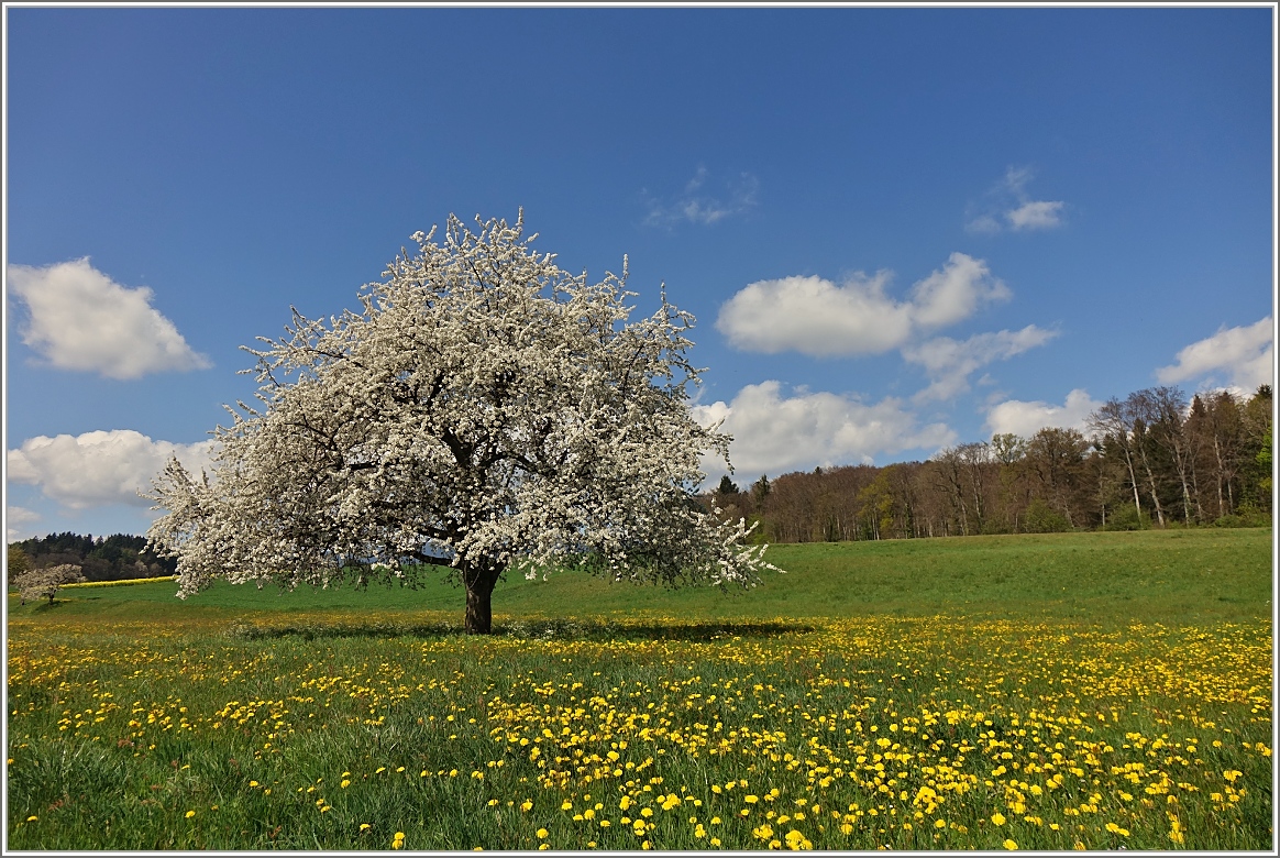 Frühling am Jurasüdfuss bei Apples
(14.04.2017)