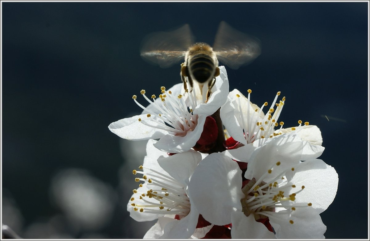 Frühling im Anflug
(04.04.2018)