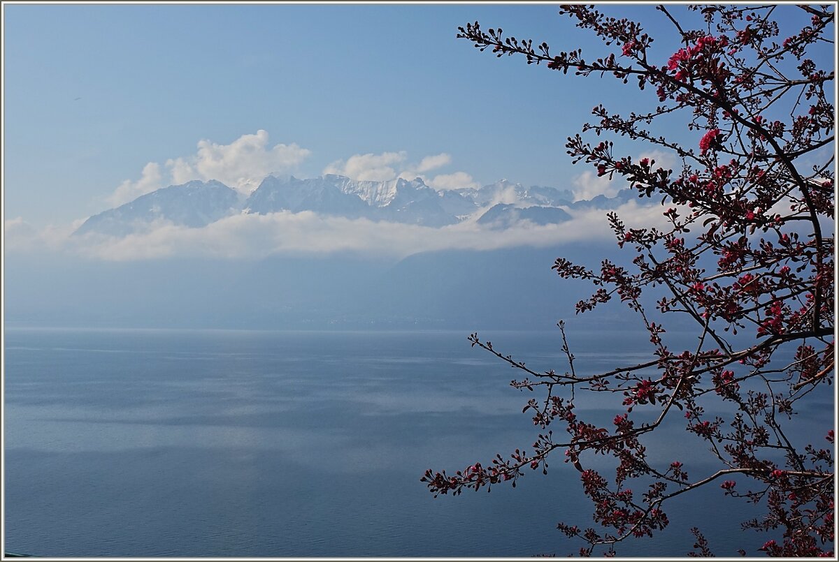 Frühlingsimpression am Genfersee im April 2021
(19.04.2021)