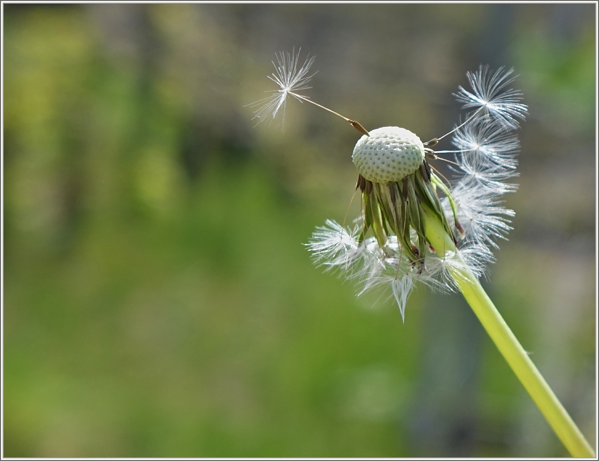 Für diese Blume ist die Saison bereits wieder vorbei
(23.04.2014)