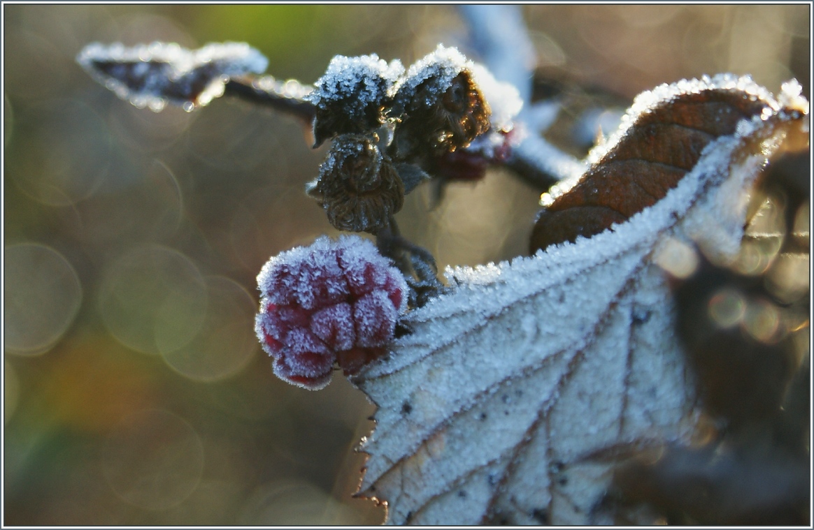 Gefrorene Himbeere.
(11.12.13)